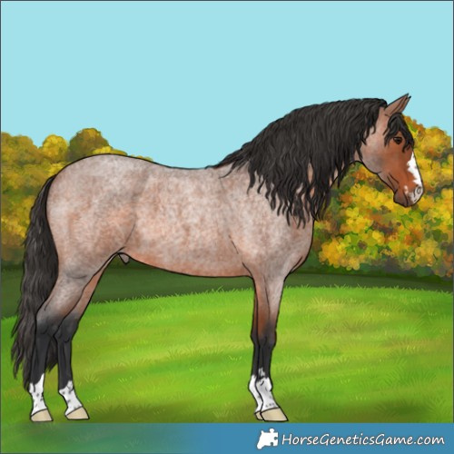 Horse Color:Bay Roan