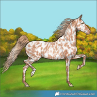 Horse Color:Gold Champagne Appaloosa  and Gold Champagne Appaloosa 
