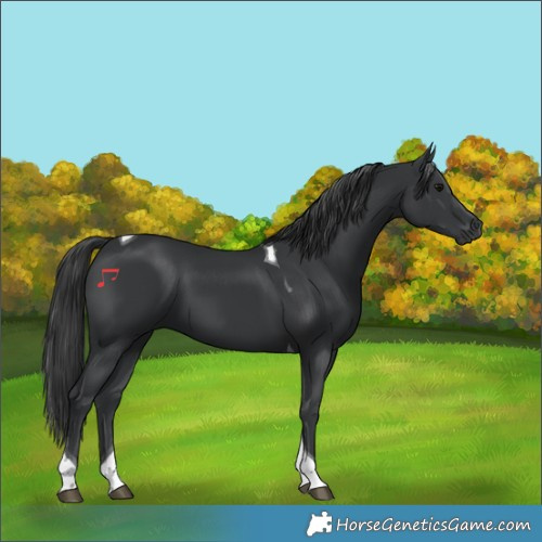 Horse Color:Black Tobiano 