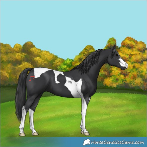 Horse Color:Black Tobiano 