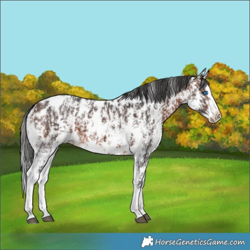 Horse Color:Brown Sabino Splash Appaloosa  and Brown Sabino Splash Appaloosa 