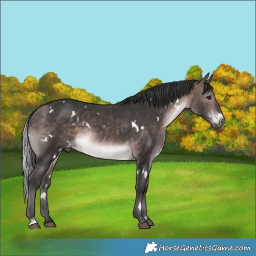 Horse Color:Platinum White Spotted Bay Rabicano 