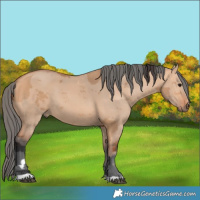 Horse Color:Bay Dun Merle 