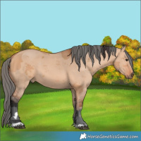 Horse Color:Bay Dun Merle