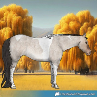 Horse Color:Brown Roan Dun Tobiano Varnish Rabicano