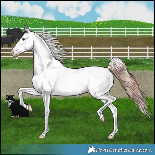 Horse Color:White Spotted Chestnut 