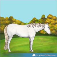 Horse Color:Perlino Roan Onyx