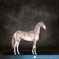 Horse Color:Chocolate Palomino Sabino 