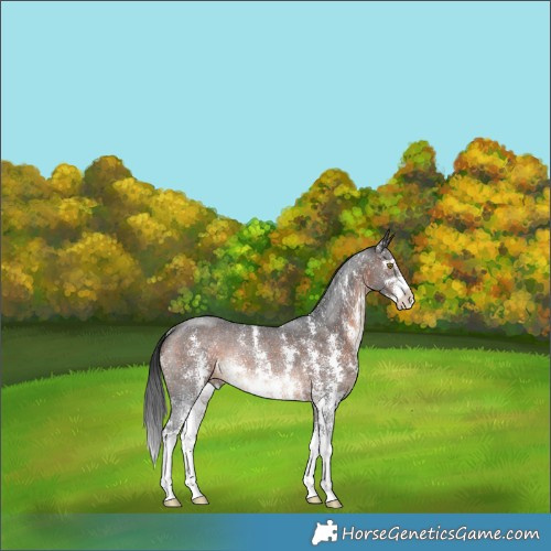 Horse Color:Brown Sabino Rabicano