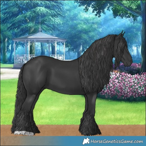 Horse Color:Black 