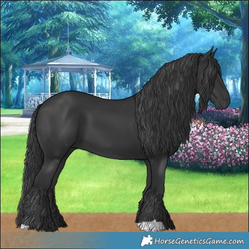 Horse Color:Black 