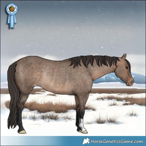 Horse Color:Bay Dun Appaloosa Rabicano 