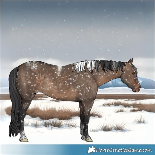 Horse Color:Bay Dun Tobiano Appaloosa Rabicano 