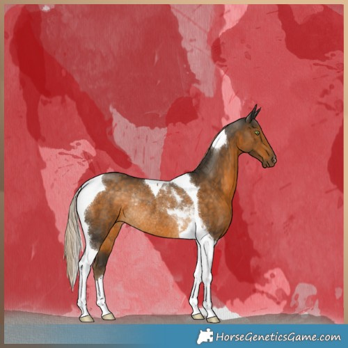 Horse Color:Chocolate Palomino Tobiano Rabicano
