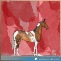 Horse Color:Chocolate Palomino Tobiano Rabicano 