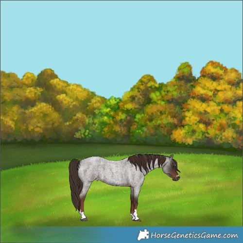 Horse Color:Liver Red Roan 