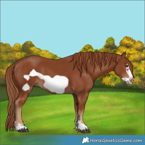 Horse Color:Chestnut Frame 
