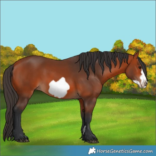 Horse Color:Bay Frame 