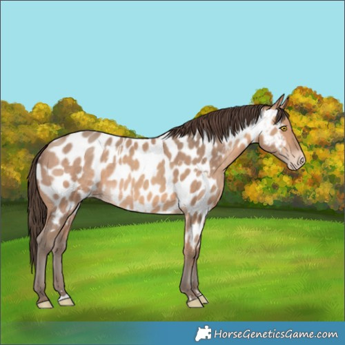 Horse Color:Amber Champagne Appaloosa  and Amber Champagne Appaloosa 
