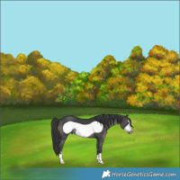 Horse Color:Black Frame