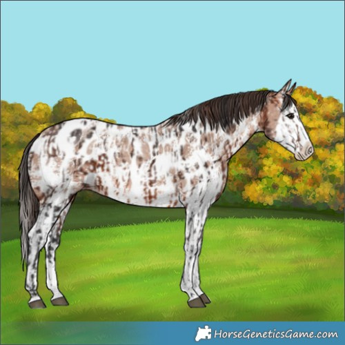 Horse Color:Brown Sabino Splash Appaloosa  and Sable Champagne Sabino Splash Appaloosa 