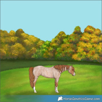 Horse Color:Red Roan 
