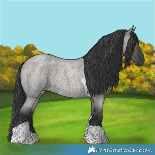 Horse Color:Grullo Roan Tobiano