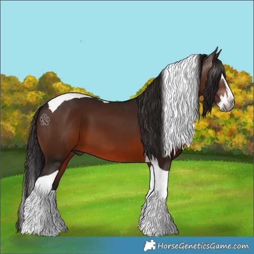 Horse Color:Gray Bay Splash Tobiano 