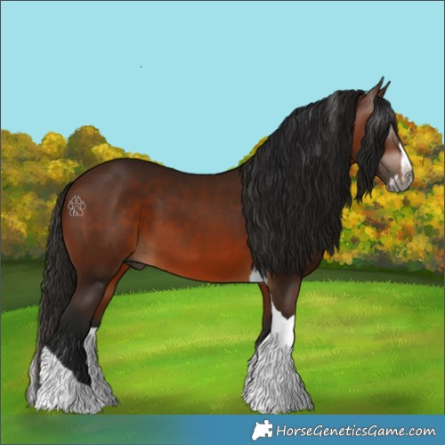 Horse Color:Gray Bay Splash Tobiano