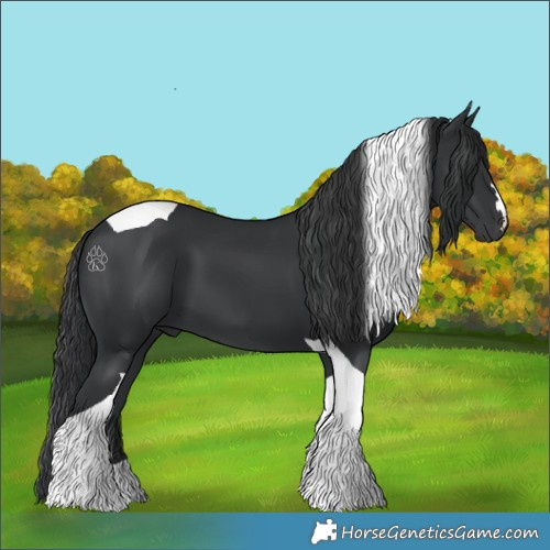 Horse Color:Black Tobiano