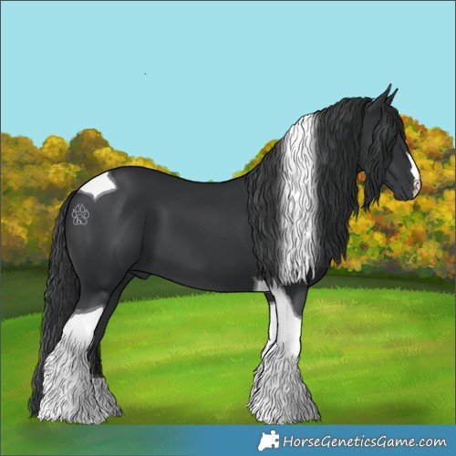 Horse Color:Black Tobiano 
