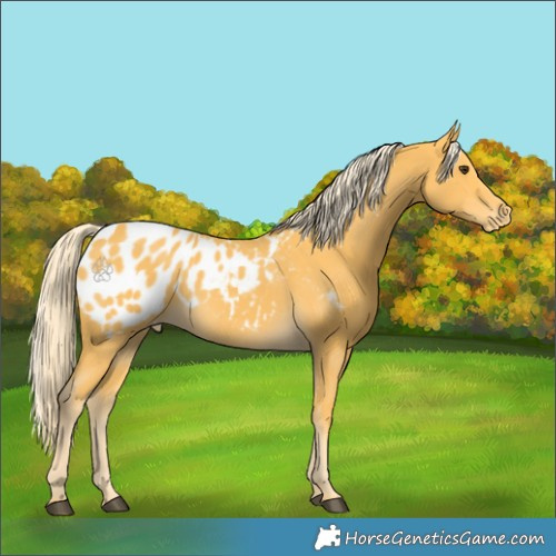 Horse Color:Palomino Appaloosa 