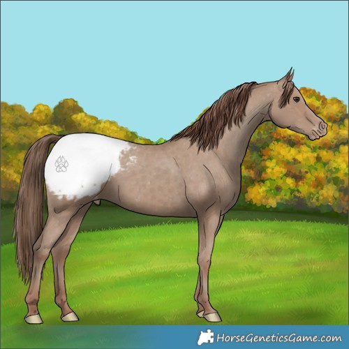 Horse Color:Classic Champagne Appaloosa 