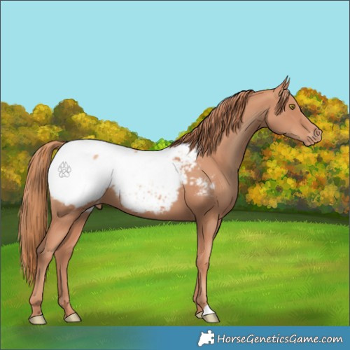 Horse Color:Gold Champagne Snowcap