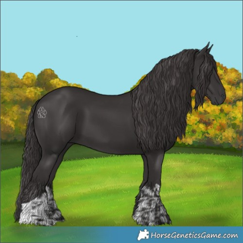 Horse Color:Smoky Black and Smoky Black