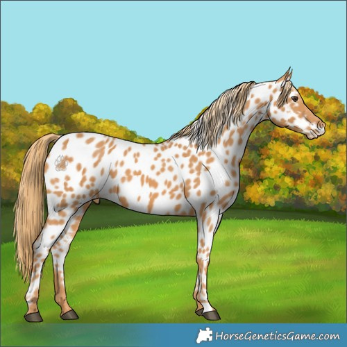 Horse Color:Chestnut Near Leopard
