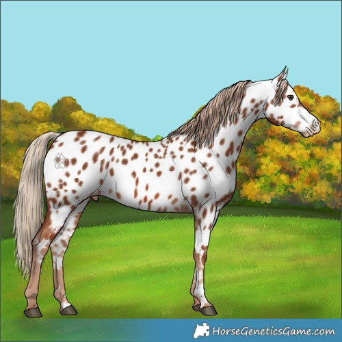 Horse Color:Chestnut Near Leopard 