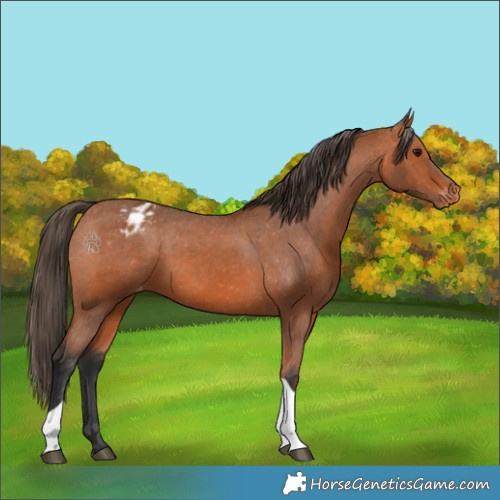 Horse Color:Bay Tobiano Appaloosa