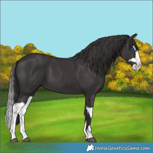 Horse Color:Smoky Black Splash  and Smoky Black Splash 