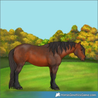 Horse Color:Bay 