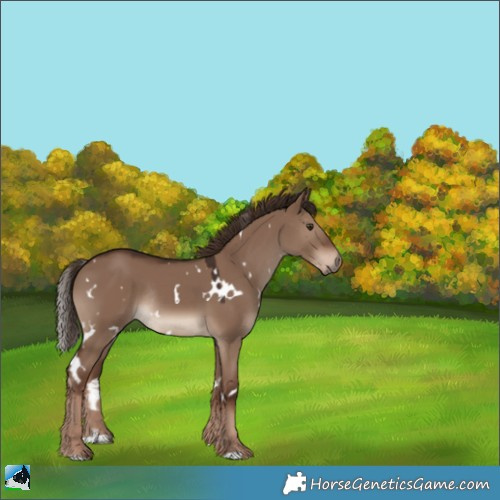 Horse Color:White Spotted Liver Red Dun Rabicano 