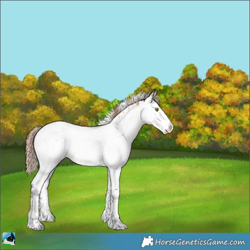 Horse Color:Gold Champagne Sabino 