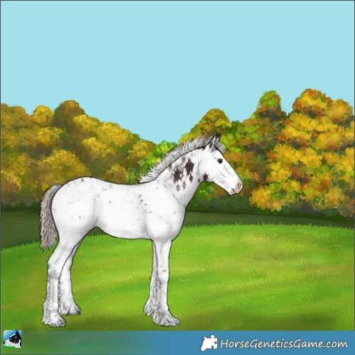 Horse Color:Liver Chestnut Sabino 