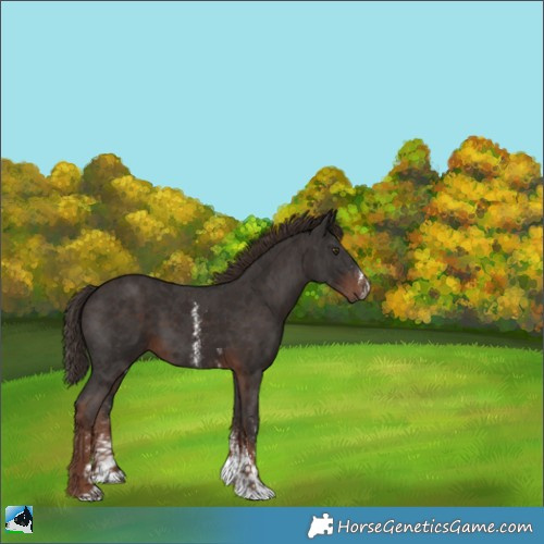 Horse Color:Liver Chestnut Sabino 