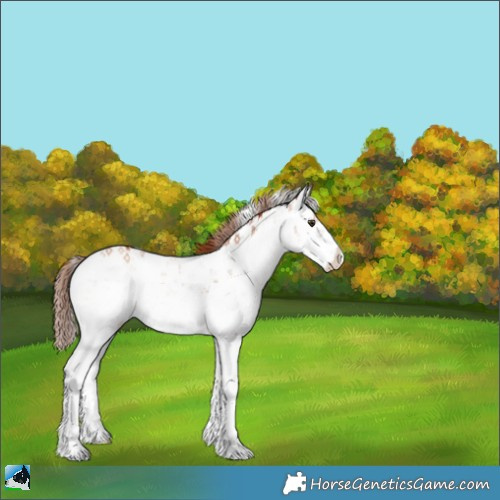 Horse Color:Gold Champagne Onyx Sabino 