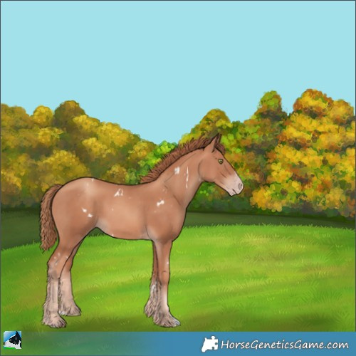 Horse Color:White Spotted Gold Champagne Sabino 