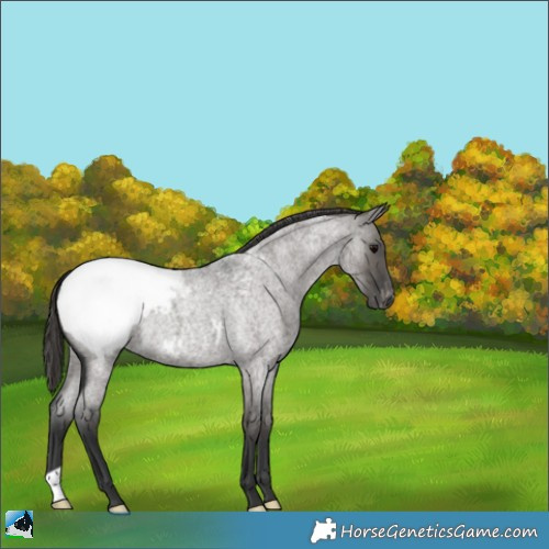 Horse Color:Grullo Roan Appaloosa 