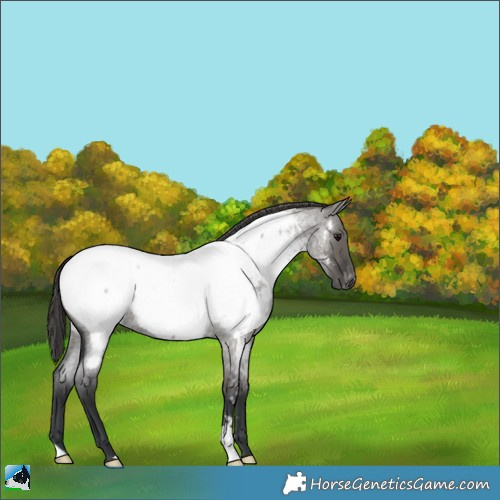 Horse Color:Grullo Roan Appaloosa 