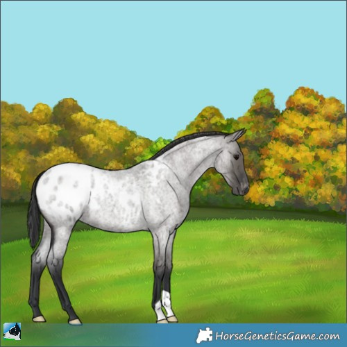 Horse Color:Grullo Roan Appaloosa
