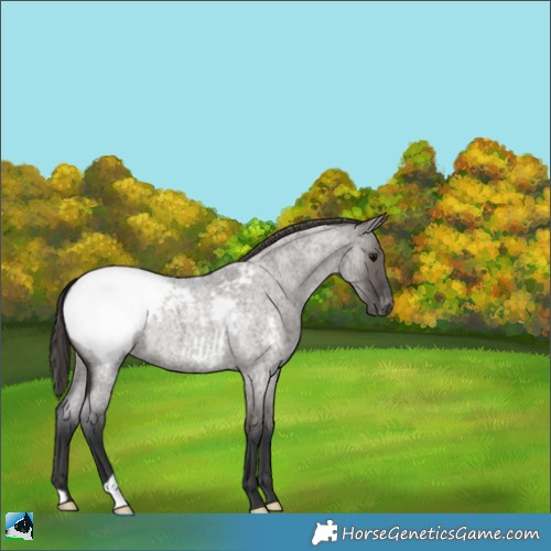 Horse Color:Grullo Roan Appaloosa 